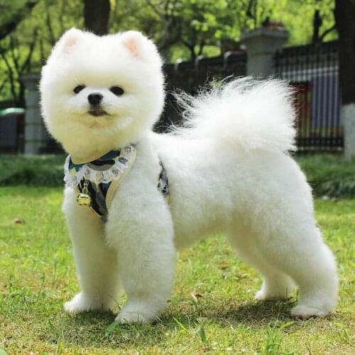 Dog Breast Strap Breathable Bell Puppy Leash Pet Towing Rope Pet Dog Chest Strap