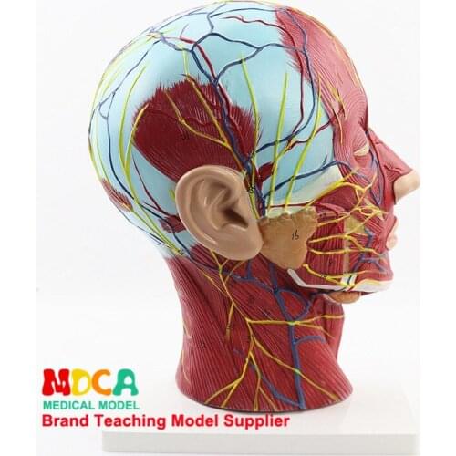 Humans Skull Anatomy Medical Head and Face Anatomy Model Cerebrovascular Nerve Model ENT Surgery Model Medical Teaching Supply