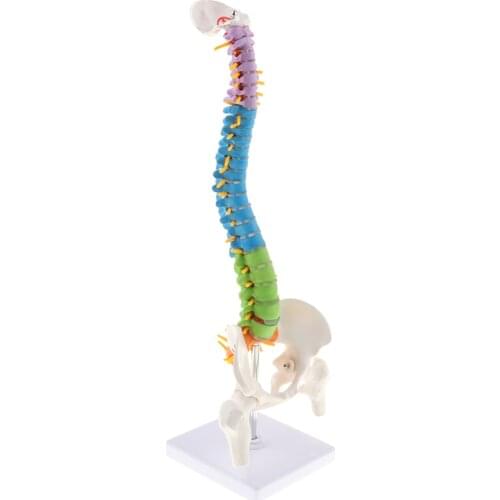 45cm Scientific Ultra Flexible Spine Model, Anatomical Teaching Supplies