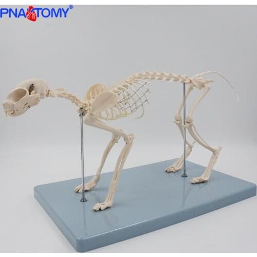 Life size Cat skeleton model animal skeleton for study and demonstration with base