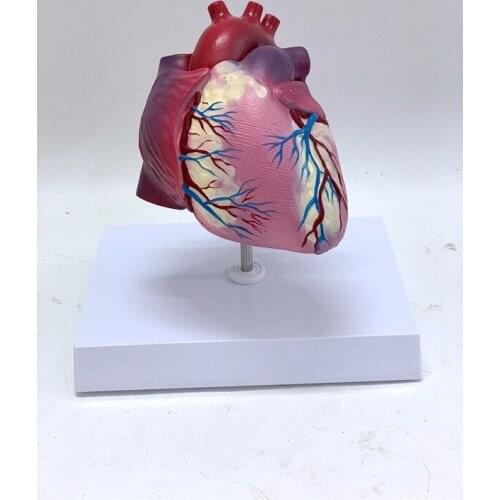 1:1 Life Sized Anatomical Human Heart B Ultrasound Color Doppler Medical Science Teaching Model
