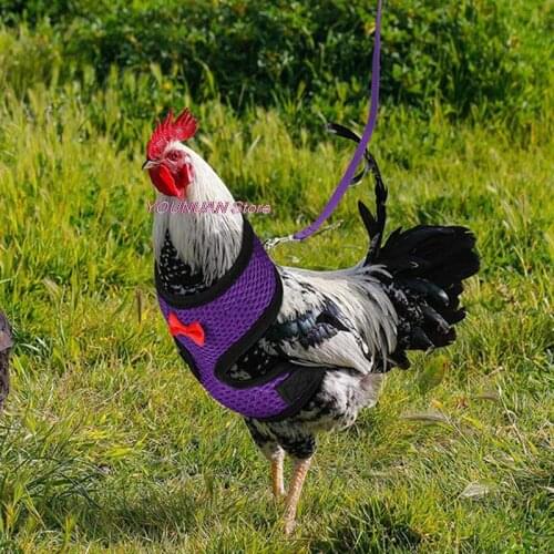 Chicken Vest Hen Belt Pet Harness Matching Collars Bow Comfortable Leads