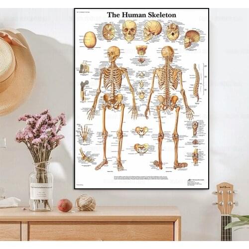 The Human anatomy Art Canvas Posters And Prints Human Body System Canvas Paintings On the Wall Art Pictures Home Decoration