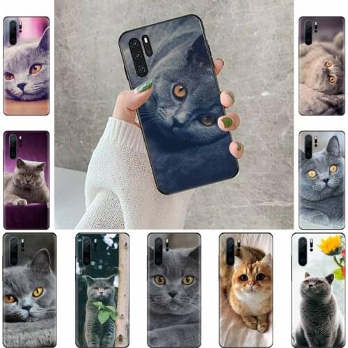 Webbedepp British Shorthair cat Phone Case Cover Fundas For Huawei Y5 Y6 II Y7 Y9 PRIME 2018 2019 NOVA3E P20 PRO P10 Honor 10