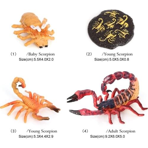 Kids Scorpion Life Cycle Set Model Toy Figures Learning Childrens Toys Red