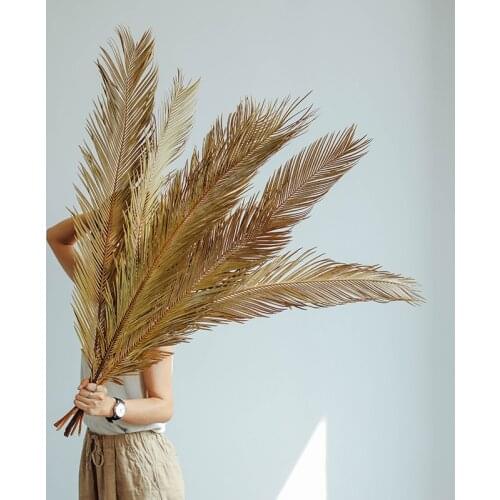 Dried Natural Plant Sago Cycas Branch Wedding Home Decor,Fruticose Dracaena Leaf Dry Palm Fan Leaves,Party Art Wall Hanging