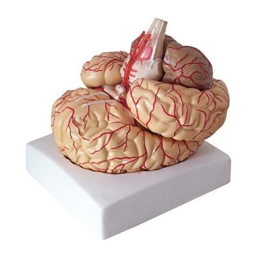 9 parts Brain Anatomical model Brain Cerebral Artery with nerve system structure model