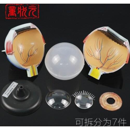 Eyeball model Removable anatomical enlarged eye model Biomedical 6x natural eye size