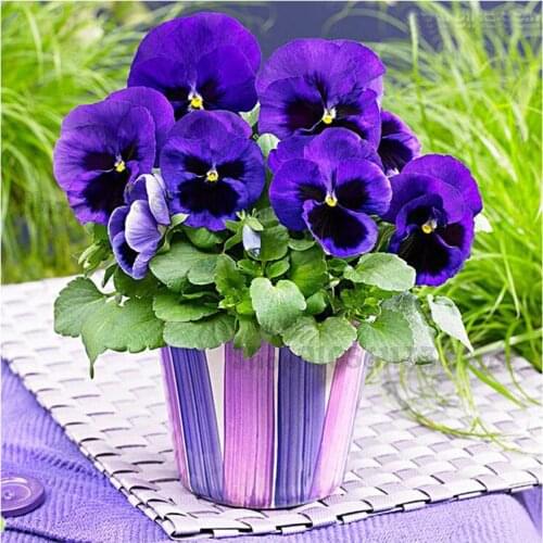 5d Diamond embroidery pouple flowers square drill cross stitch full diamond diy diamond painting Pansy pattern needlework GG4153