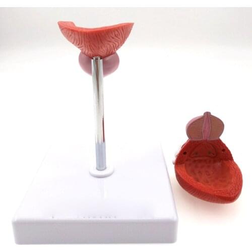 Natural Life Size Anatomical Human Urinary Bladder Prostate Model Medical Urology Anatomy Teaching Resources