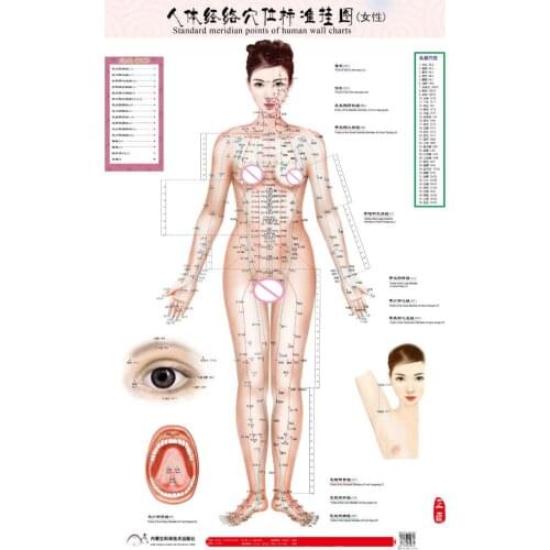 Standard meridian points of human wall chart male/female acupuncture massage point map flipchart HD 3 chinese and English