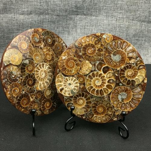 Natural Ammonite Disc Fossil Conch Specimen Healing +Stand 1PC