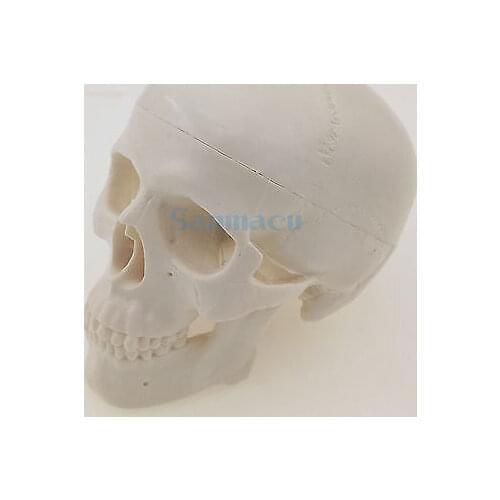 11x8x11CM Mini Size Classic Human Skull Model High Simulation Anatomical Flexible For Medical Art painting Teaching
