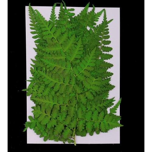 12 Pack Pressed Leaves Dry Pressed Flowers For DIY Art Craft Cards Making