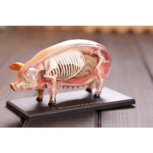 Pig anatomical model pig skeleton model Pig bones dimensional anatomical model science education model