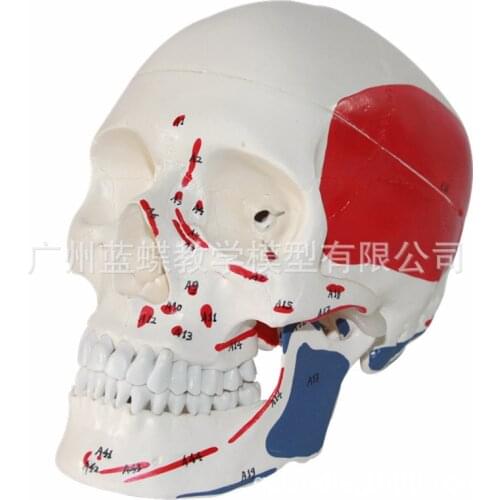 1:1 Life Size Human Coloring Skull Specimen Muscle Starting and Ending Point Medical Art Model Anatomy Model