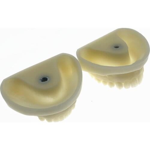 Dental cast mold resin dentistry teaching Preparation dental practice dental research teeth mode