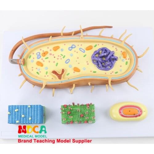 MXJ001 Medical Teaching of Chromosome Bioflagella Model of Bacterial Nuclear Model