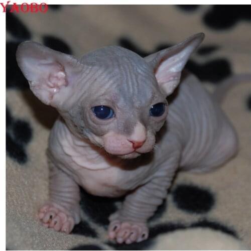 5D DIY diamond embroidery sphynx cats diamond painting Cross Stitch full square round Rhinestone mosaic home decoration gift