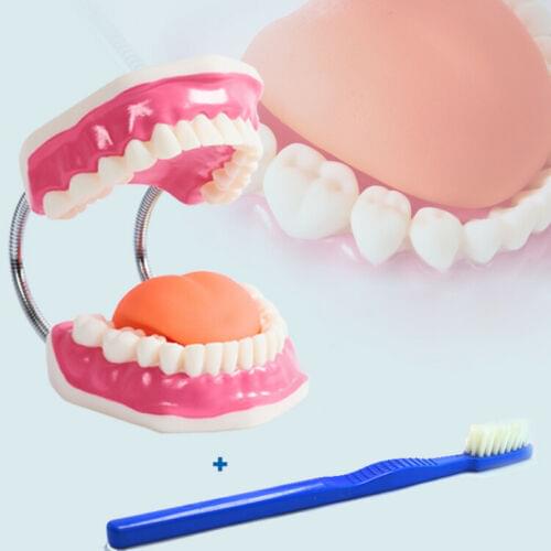 Early dental anatomy model tooth care brushing instruction model oral health care teaching MYC004