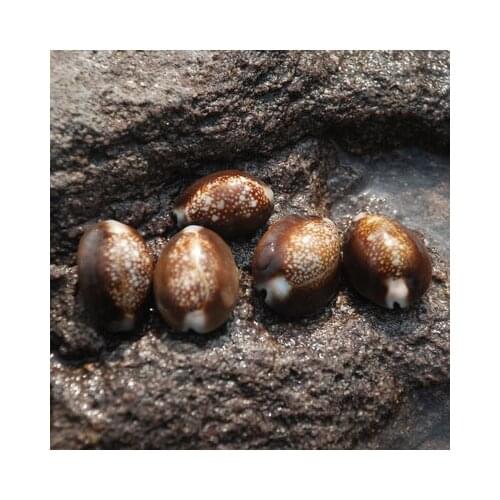 Home Aquarium Decoration Natural Shell Conch Fish Tank Craft Decoration Craft Decoration