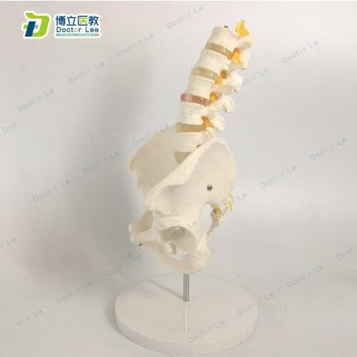 Life size skeleton model of pelvis with 5 section lumbar vertebrae and femur from medical supplies