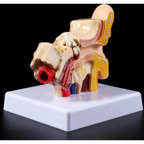 1.5 Times Life Size Human Ear Anatomy Model OrganMedical Teaching Supplies Professional R9UA