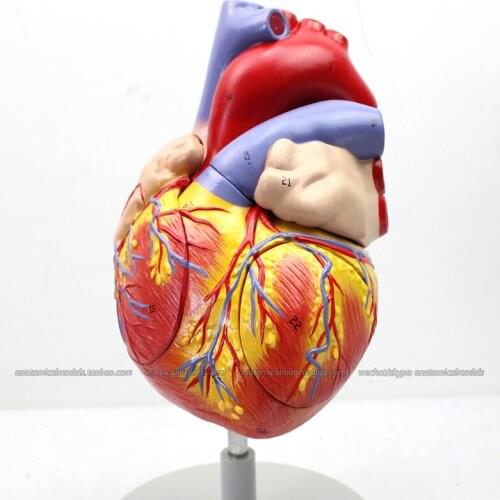 CMAM/12480 Heart - 4 Parts, 2X life-size, Human Heart Medical Teaching Anatomical Model
