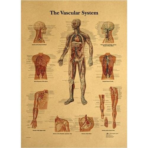 The Human Vascular System Kraft Paper Poster Vintage Style Wall Sticker Home Bar Cafe Classroom Home Decor Painting