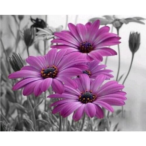 DIY Digital Painting By Numbers Package Purple African Daisy oil painting mural Kits Coloring Wall Art Picture Gift frameless
