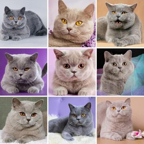 EverShine Diamond Painting 5D Animal Picture Diamond Embroidery Full Square Cat Mosaic Rhinestones Cross Stitch Decor For Home