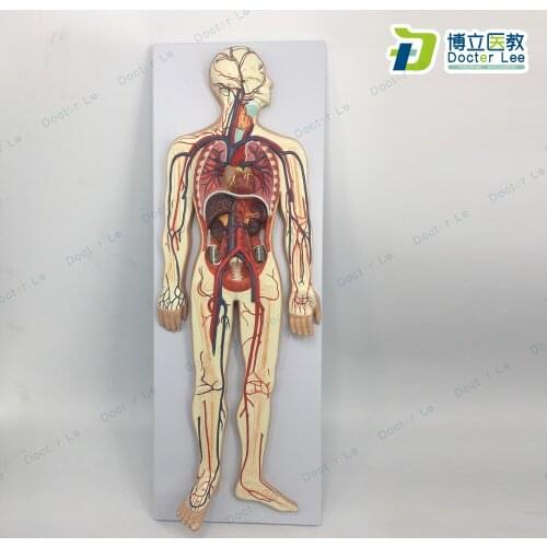 1/2Natural Size Human Circulatory System body pulmonary circulation cardiovascular anatomical blood circulatory system model