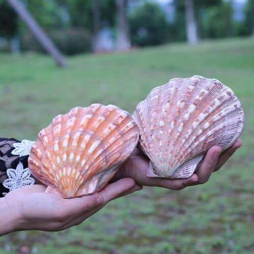 1pcs sea shells conch Natural shell scallop big shell lovers sallei fish tank yangtz decoration
