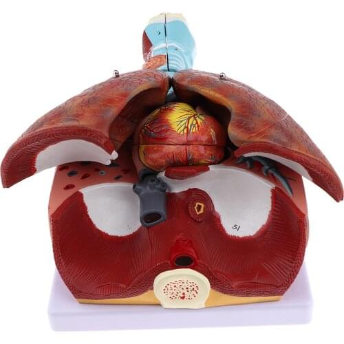 Human Respiratory System Medical Anatomical Model Larynx, Heart and Lung Anatomy Model (7 Parts), Life Size Education Toys