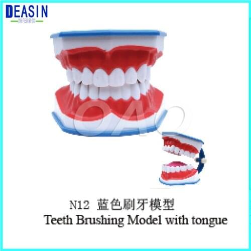 Teeth Brushing Model with tongue children Dentist student learning model Teeth Model
