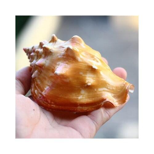 10-12cm Natural Conch Shell Carmine Queen Phoenix Snail Fish Tank Aquarium Mediterranean Home Decoration