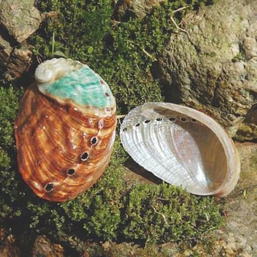 2pc Abalone Shell Natural Conch Shell Fish Tank Landscape DIY Handmade Material Painting Room Decoration Photography Props 6-7CM