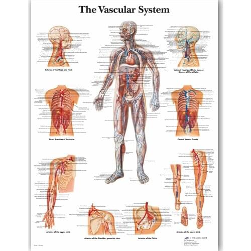 WANGART Vascular System Chart Poster Map Canvas Painting Wall Pictures for Medical Education Doctors Office Classroom Home Decor