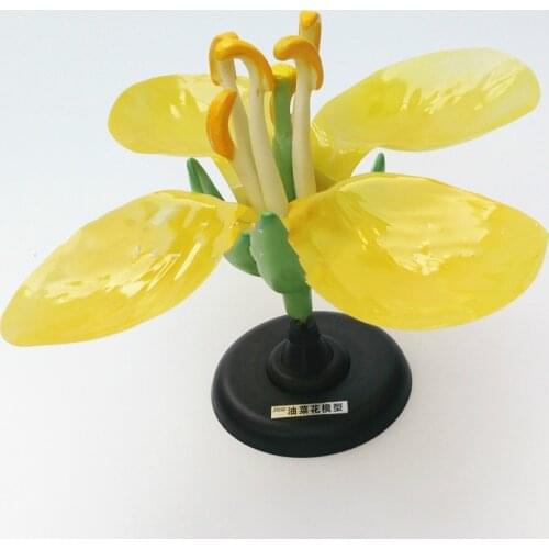 Detachable Giant Dicot Flower Cruciferae Rape Flower Anatomy Model Plant Anatomical Model Biology Teaching Experiment Equipment