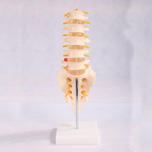 Human Spine Model Lumbar Vertebrae Cervical Model Pelvis Skeleton Anatomical Model