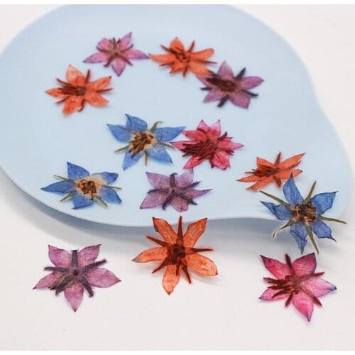 2-2.5cm/24pcs,Nature Real Borage flower Petals,Pressed flowers for DIY Candles Bookmark Gift Card,Flores secas Facial nail Decor