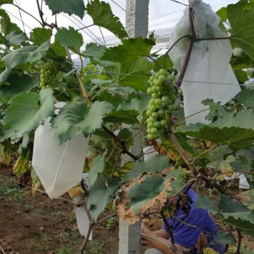 50pcs Prevent Grape Fruit Tree Mosquitoes Anti Bird Drawstring Net Bag Agriculture Pest Control Tool Plants Apple Protection Bag