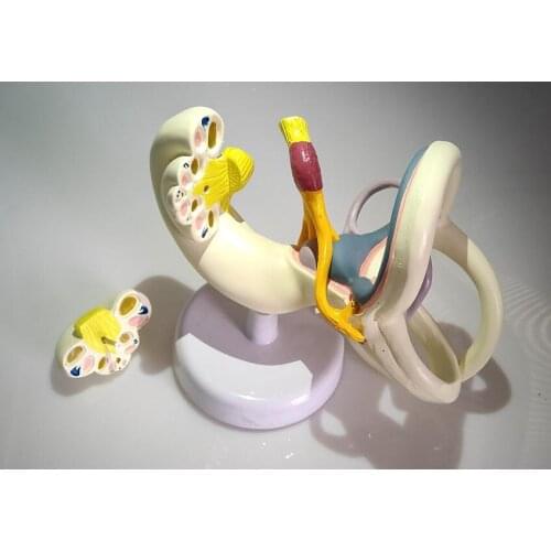 18X Labyrinth Model Inner Ear Vestibular Enlargement Model Ear Anatomical Nerves Structure Model Medical Teaching Aids