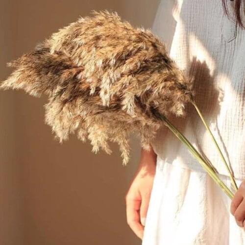 Bulrush Reed Plant Dried Flowers Rabbit Tail Pampas Grass Natural Plants Bouquet Wedding Home Easter Decorations DIY Flower Wi