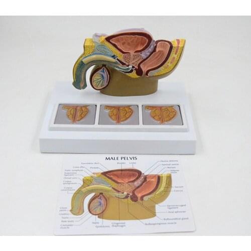Male Pelvic Anatomical Model Human Anatomy Medical Sciences Gift Educational Equipment Teaching Tool Pelvis Model