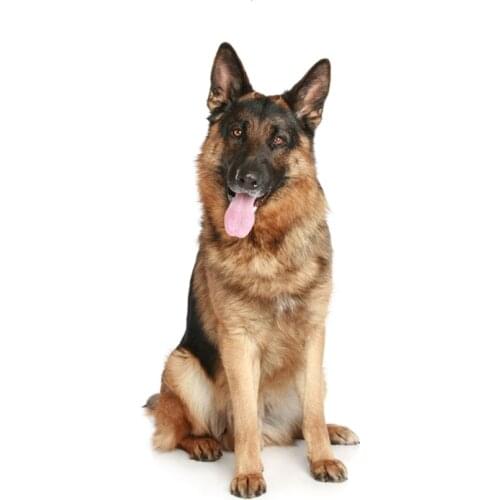 A0599# 13cm/17cm Removable Decal German Shepherd Puppy Pet Dog Car Sticker Waterproof Accessories on Bumper Rear Window