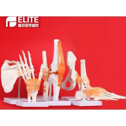 Human knee model joint skeleton model teaching medical model hand foot joint model