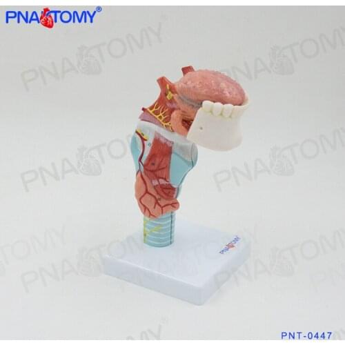 Human mouth and tongue teeth throat cartilage thyroid tongue anatomical model medical organ teaching aids otolaryngology