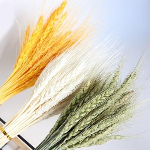50Pcs White Gold Raw Real Wheat Ear Flower Bouquet Decoration Grain Wheat Ears Natural Dried Flowers For Wedding Home Decoration