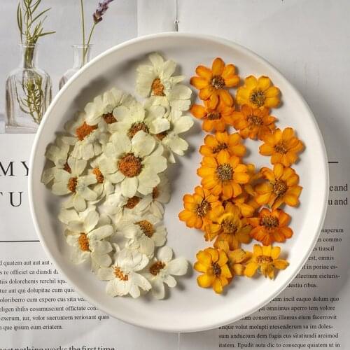 Dried Flowers Zinnia elegans Pressed Flower Scrapbooking DIY Resin Jewelry Crafts Nails Decor Candle Soap Making 12pcs/bag